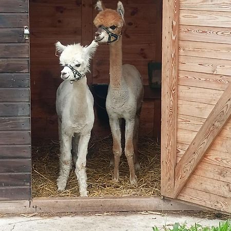Malinowy Gaj - Agroturystyka Z Alpakami I Innymi Zwierzetami Swietajno  Exterior foto